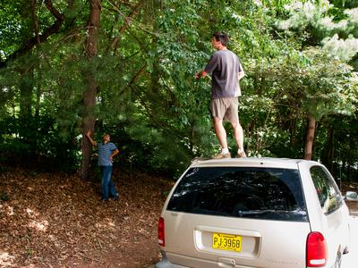Person on van looking for stink bugs in tree