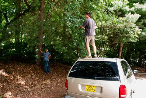 Person standing on roof of van looking for stink bugs in tree