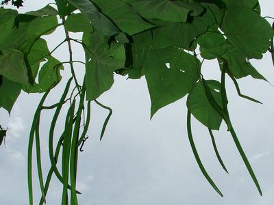 Southern catalpa (Catalpa bignonioides)