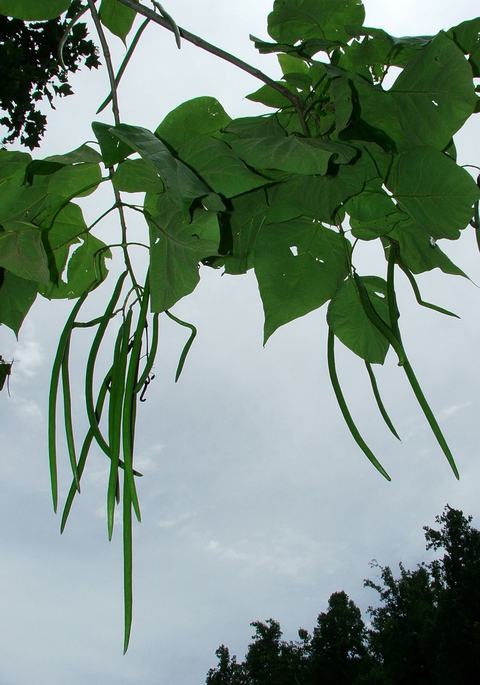 Southern catalpa leaves and pods (Catalpa bignonioides)