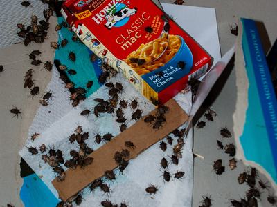 Brown marmorated stink bugs in container with cardboard scraps