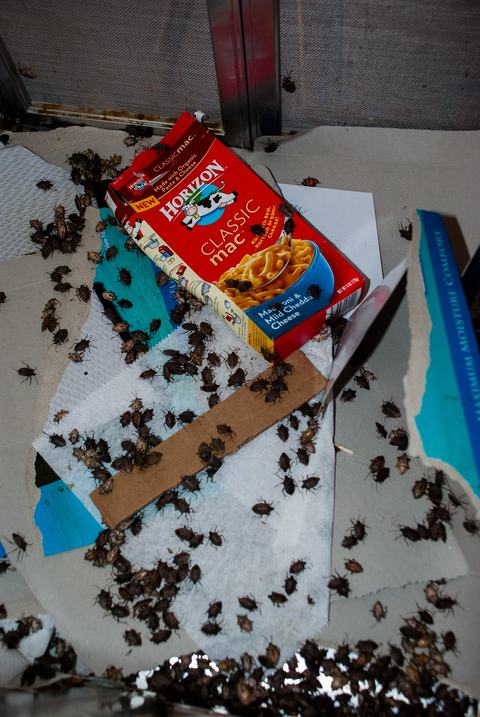 Brown marmorated stink bugs in container with cardboard scraps