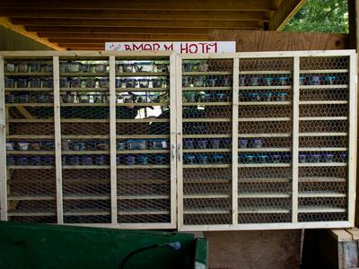 Brown marmorated stink bug cage structure
