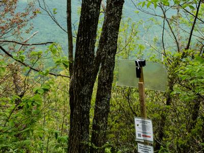 Insect trap sticky card on post in woods with mountain in background