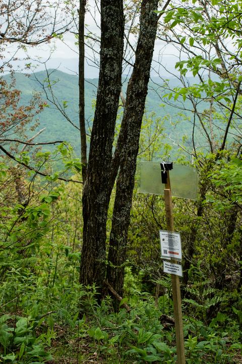 Sticky card insect trap on post in woods with mountain in background