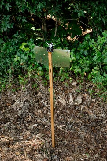Brown marmorated stink bug sticky card trap at edge of woods