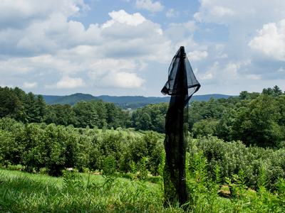 Attract-and-kill station for brown marmorated stink bug