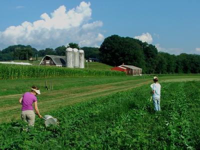 People sweeping soybean field for insects