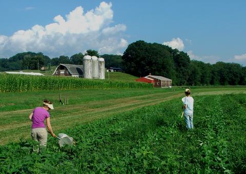 Two people sweeping soybean field with nets, with barn and buildings in background