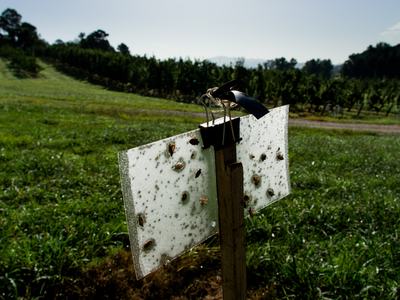 Stink bug sticky card trap in apple orchard