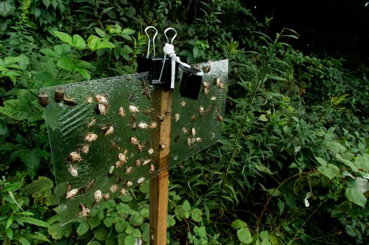 Brown marmorated stink bug trap close-up, with bugs stuck to it