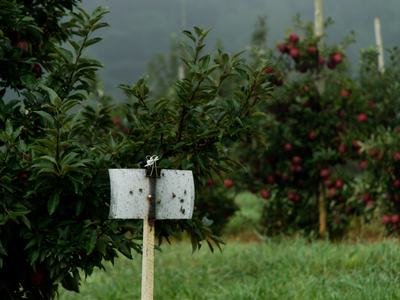 Sticky insect trap in apple orchard