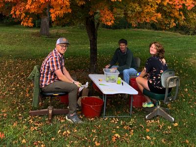 People grading apples under a tree