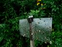 Sticky card trap with brown marmorated stink bugs and other insects on it