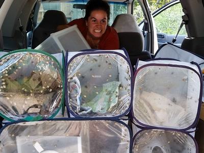 Person making disgusted face with several cages of agitated brown marmorated stink bugs