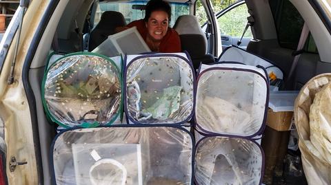 Person making disgusted face with several cages of agitated brown marmorated stink bugs