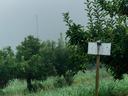 Stink bug sticky card trap in apple orchard
