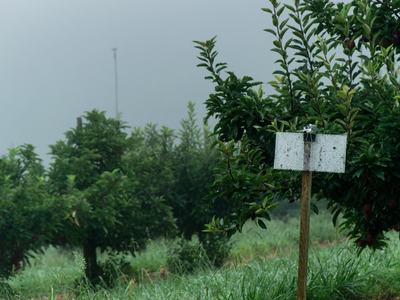 Stink bug sticky card trap in apple orchard