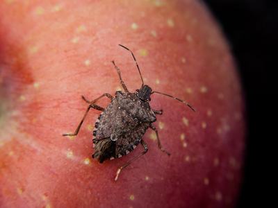 Brown marmorated stink bug on an apple