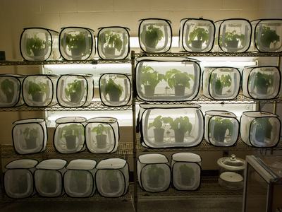 Brown marmorated stink bug colonies in lab