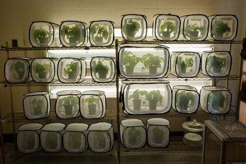 Brown marmorated stink bug colonies in cages in front of lights in laboratory