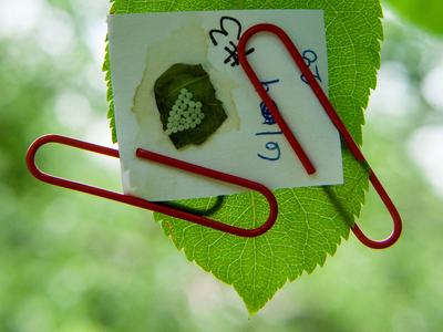 Piece of cardboard with insect egg mass paper-clipped to leaf outdoors