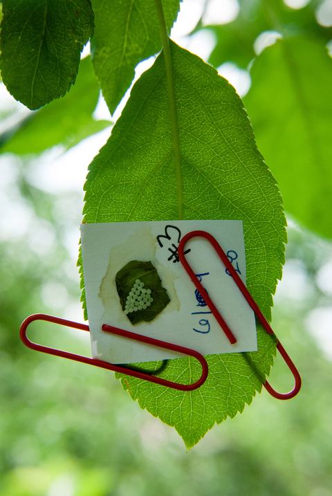 Piece of cardboard with insect egg mass paper-clipped to leaf outdoors
