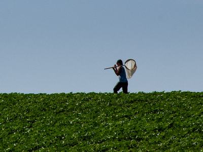 Person carrying insect net through soybean field