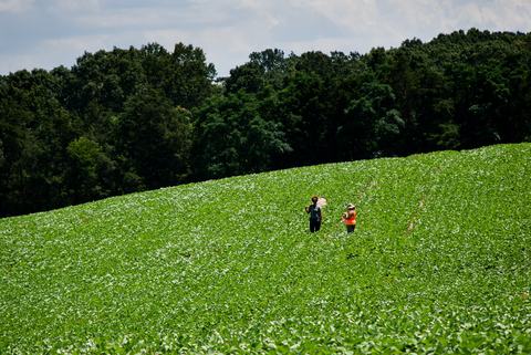 Two people with insect nets looking for brown marmorated stink bugs in a soybean field