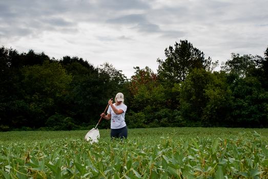 Person using sweep net to collect insects in soybean field