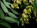 Tree of heaven (Ailanthus altissima)