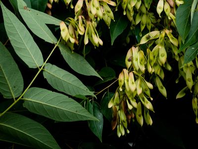 Tree of heaven (Ailanthus altissima)