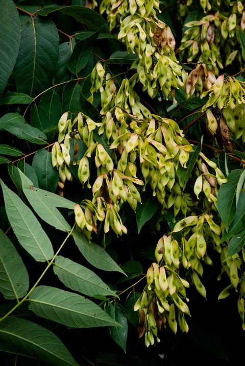 Leaves and seeds of tree of heaven (Ailanthus altissima)