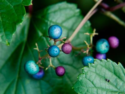 Porcelain-berry (Ampelopsis brevipedunculata)