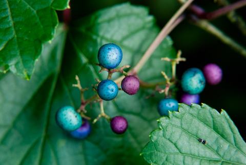 Porcelain-berry fruit and leaves (Ampelopsis brevipedunculata)