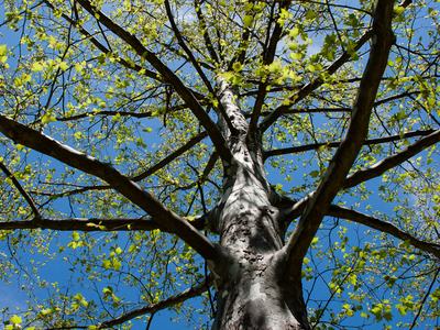 American sycamore (Platanus occidentalis)