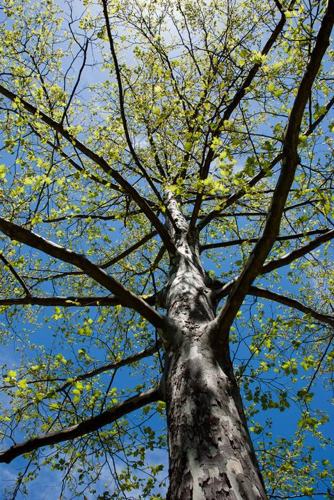 American sycamore tree (Platanus occidentalis)