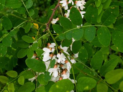 Black locust (Robinia pseudoacacia)