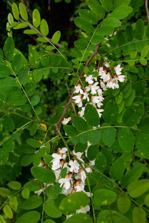 Black locust leaves and flowers (Robinia pseudoacacia)