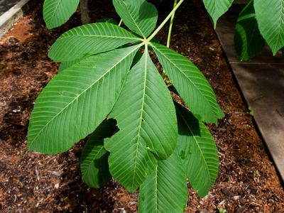 Yellow buckeye (Aesculus flava)