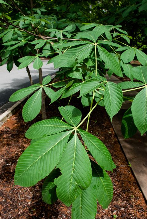 Leaves of yellow buckeye (Aesculus flava)