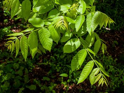 Black walnut (Juglans nigra)