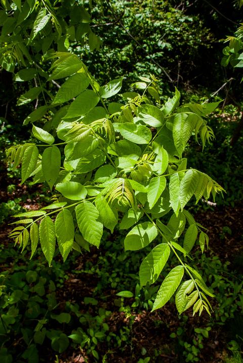 Leaves of black walnut (Juglans nigra)