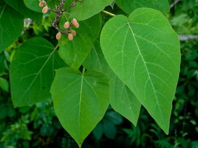 Paulownia, a.k.a. princess tree or empress tree (Paulownia tomentosa)