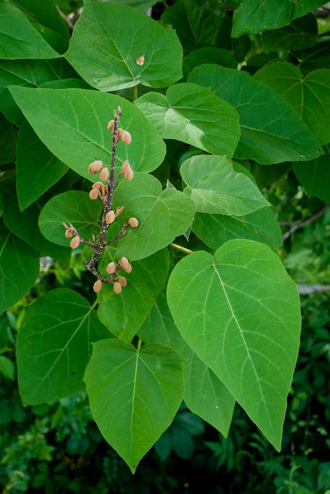 Leaves of paulownia, a.k.a. princess tree or empress tree (Paulownia tomentosa)
