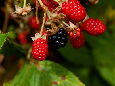 Wild blackberry (Rubus spp.)