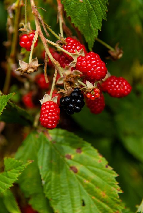 Wild blackberry fruit and leaves (Rubus spp.)