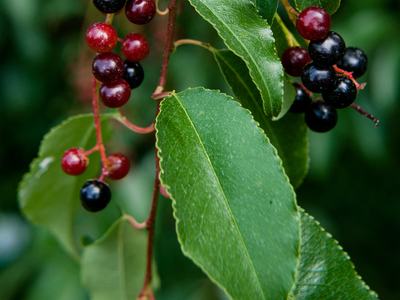 Cherry (Prunus spp.)