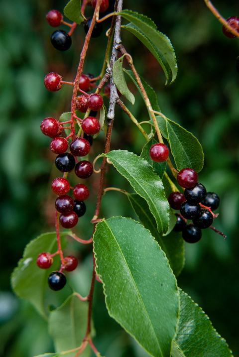 Cherry fruit and leaves (Prunus spp.)
