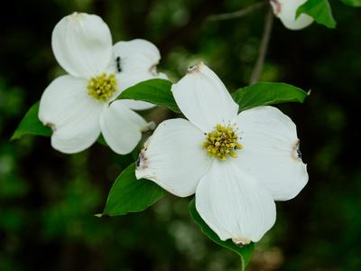 Flowering dogwood (Cornus florida)